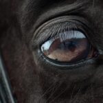 Kentucky Derby Equine Deaths: Was EMF the Cause?